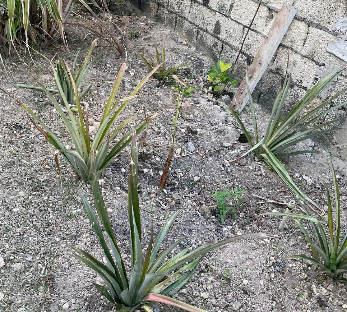 Jade Coast Getaway Near Montego Bay Apartman