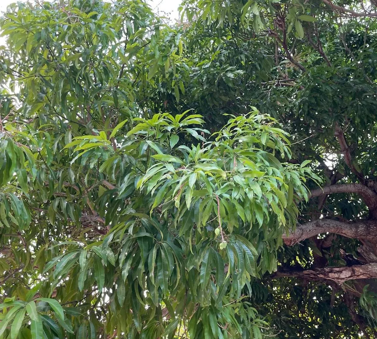 Jade Coast Getaway Near Montego Bay Apartman Jamaica